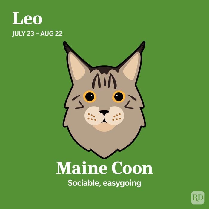 Maine Coon Leo