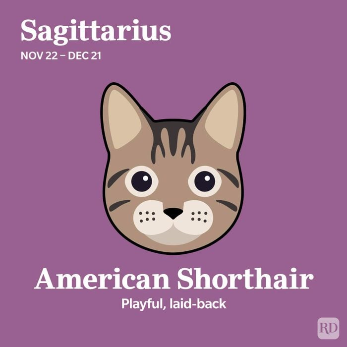 American Shorthair Sagittarius
