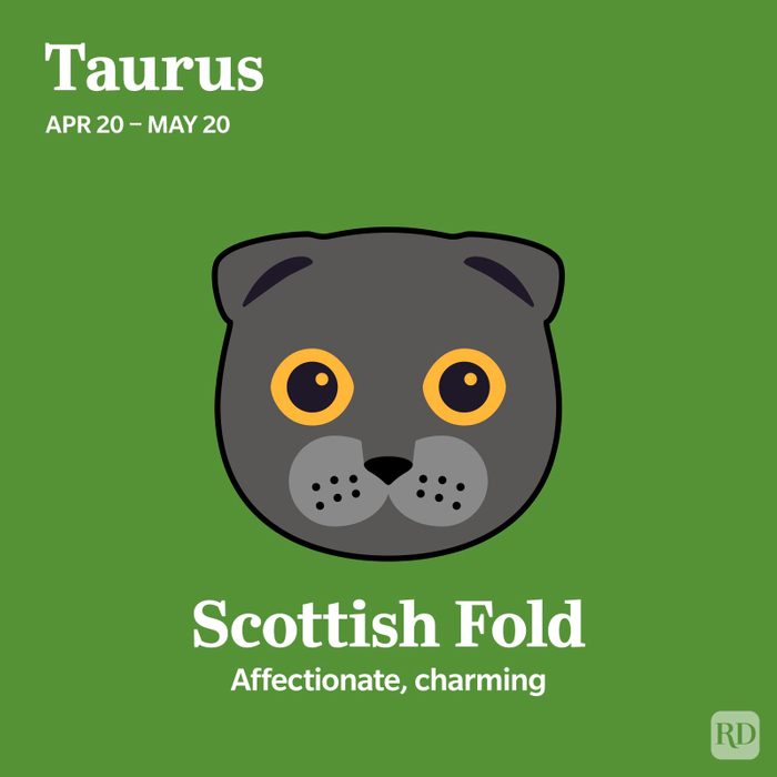 Scottish Fold Taurus