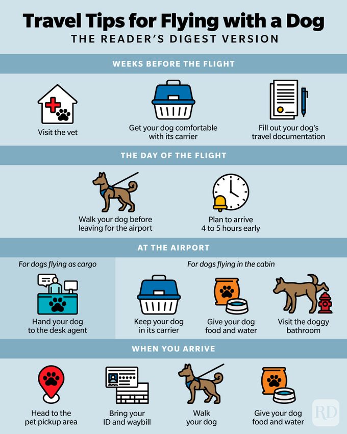 Travel Tips For Flying With A Dog Infographic