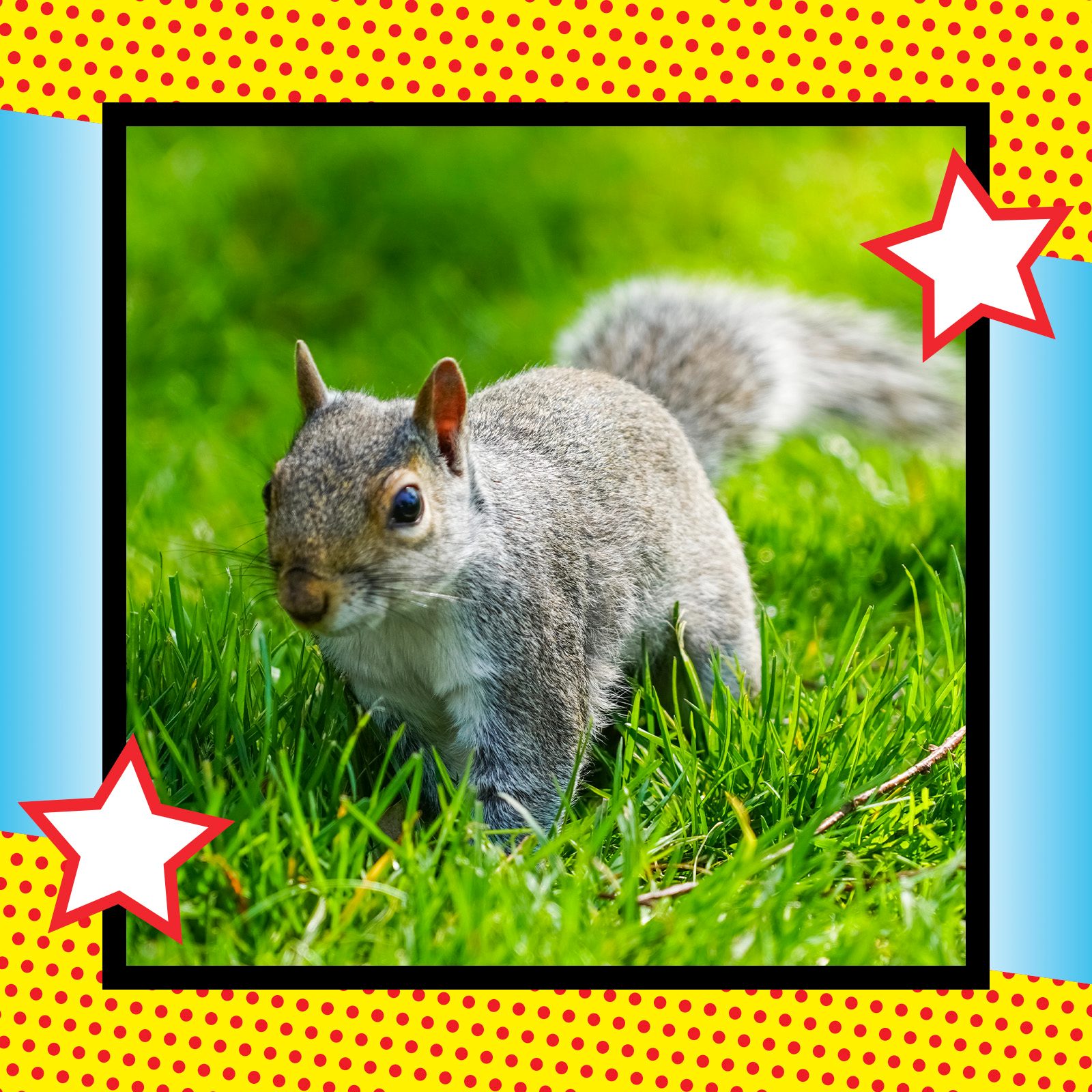 Hero Pets: Pet Squirrel Attacks Intruder, Thwarts Robbery