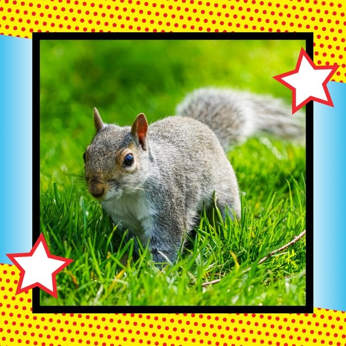 Squirrel on a lawn surrounded by colorful frame