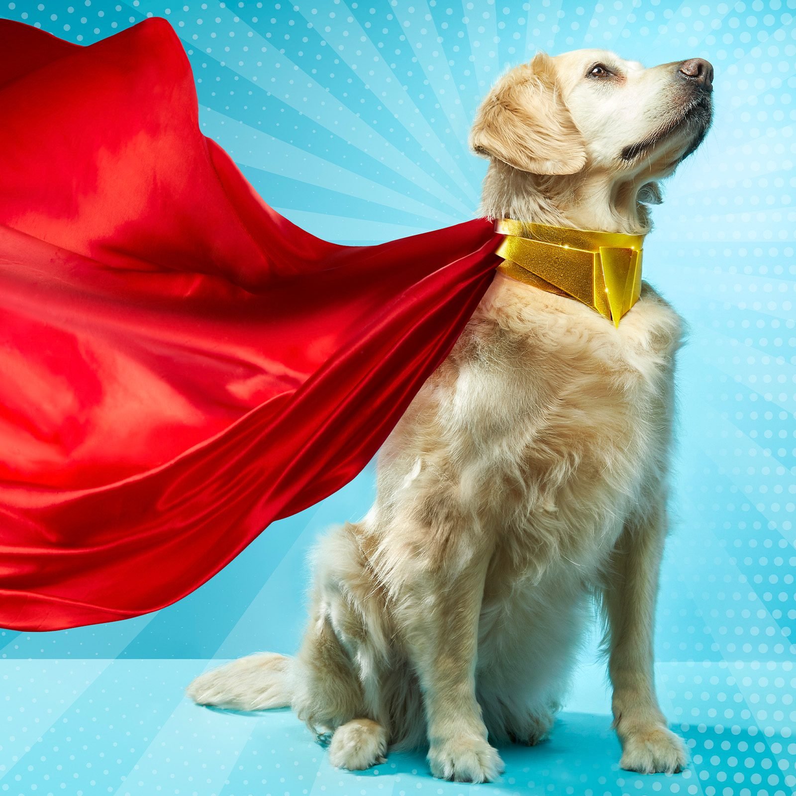 Hero Pets: The Incredible True Stories of Pet Bravery