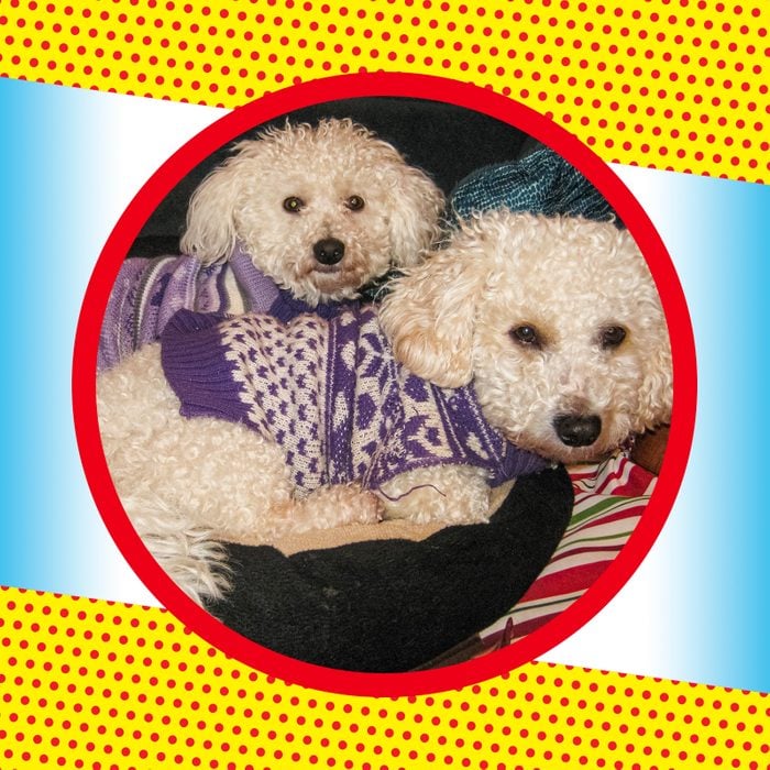 Two white Bichon Frise dogs wearing purple sweaters