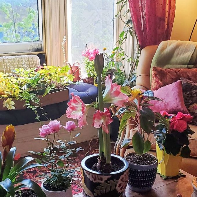 Houseplants in the author's home