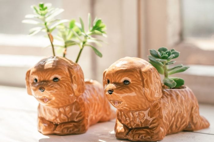 Succulent Plants In Dog Shaped Planters On A Windowsill Gettyimages 1336237279 Mledit