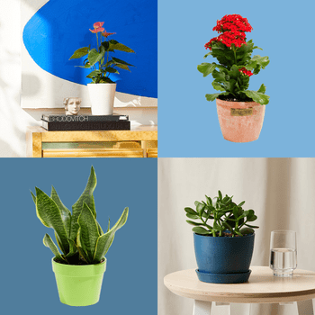 21 Small Indoor Plants For Apartment Dwellers Ft Via Merchant