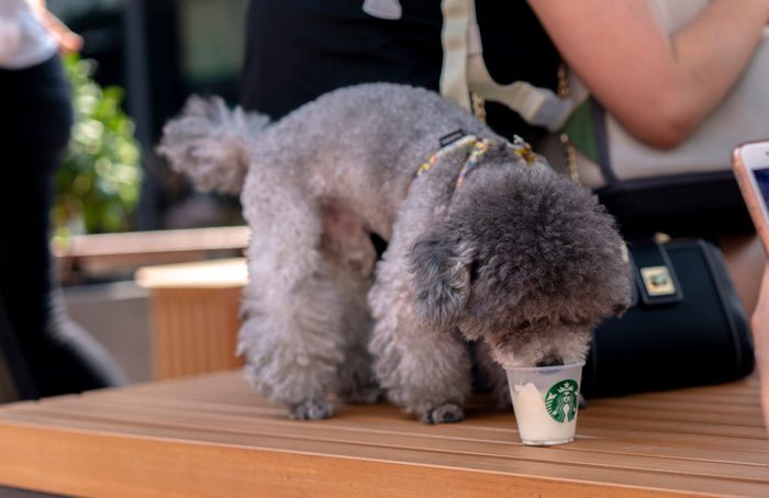 A poodle is tasting the Ice-cream specially for pet dog by a...