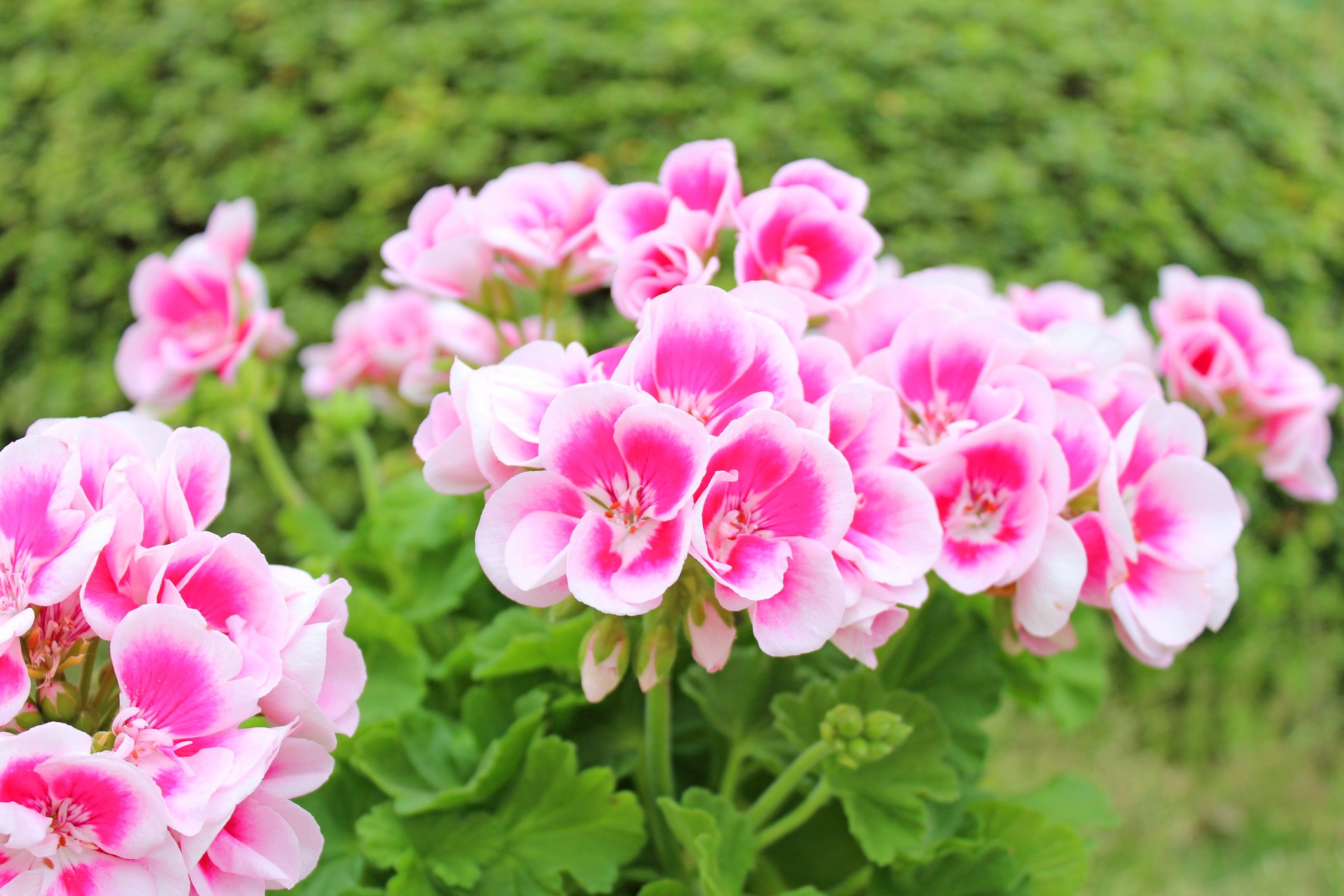 Pink geranium flowers