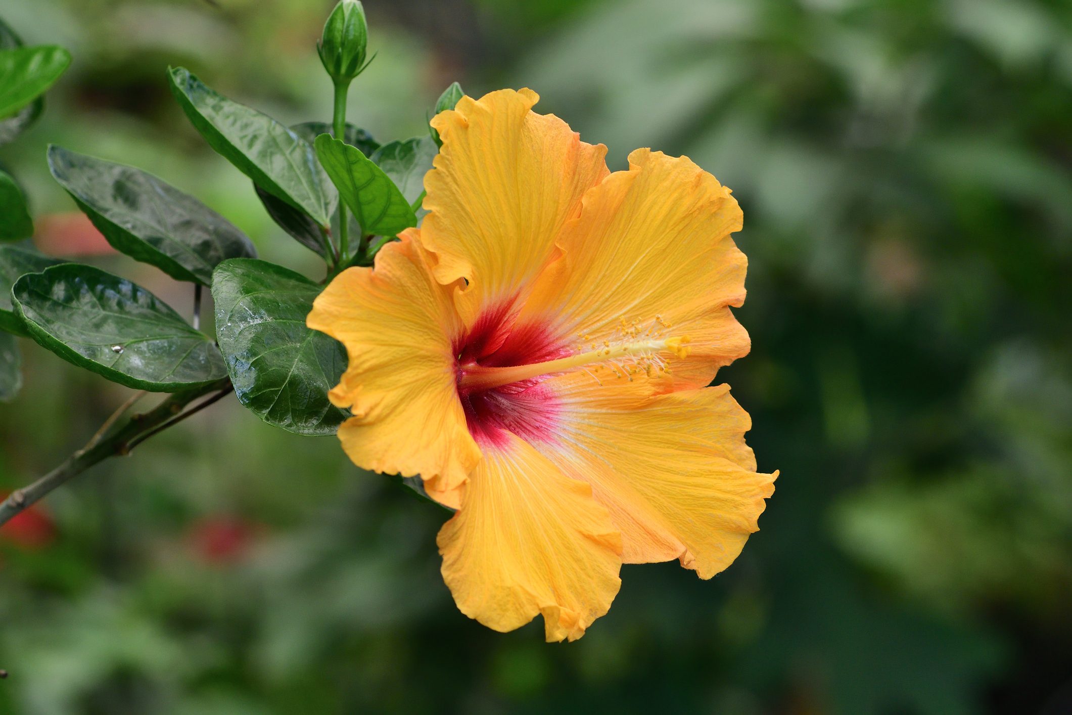 Close-Up Of Yellow Hibiscus Flower