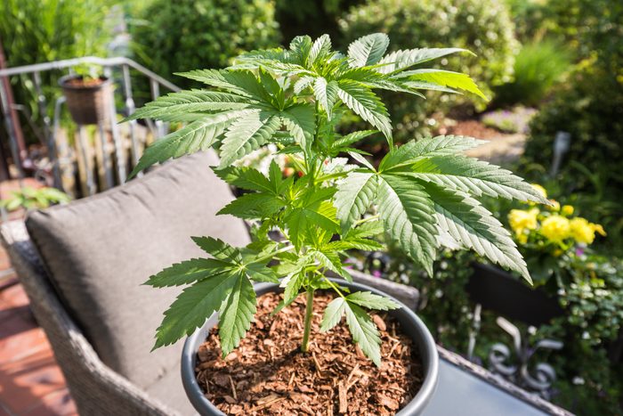 Shot of a cannabis plants growing on a patio