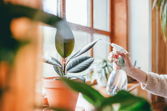 12 Plant Watering Tips: How Often and How Much to Water Houseplants