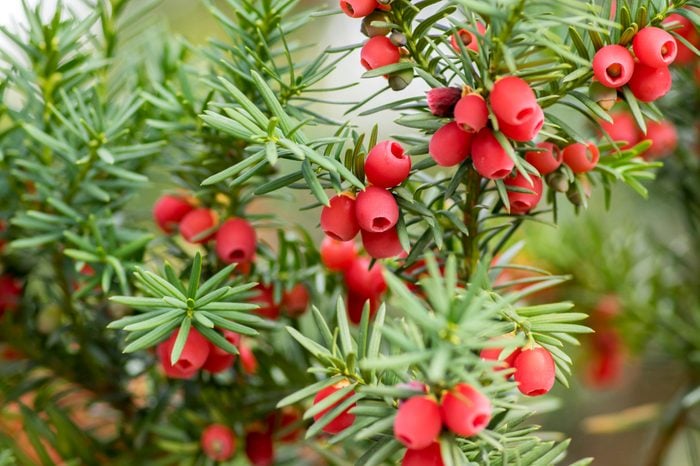 Taxus baccata Avrupa porsuğu, zehirli ve acı kırmızı olgunlaşmış dut meyveleri olan kozalaklı bir çalıdır.
