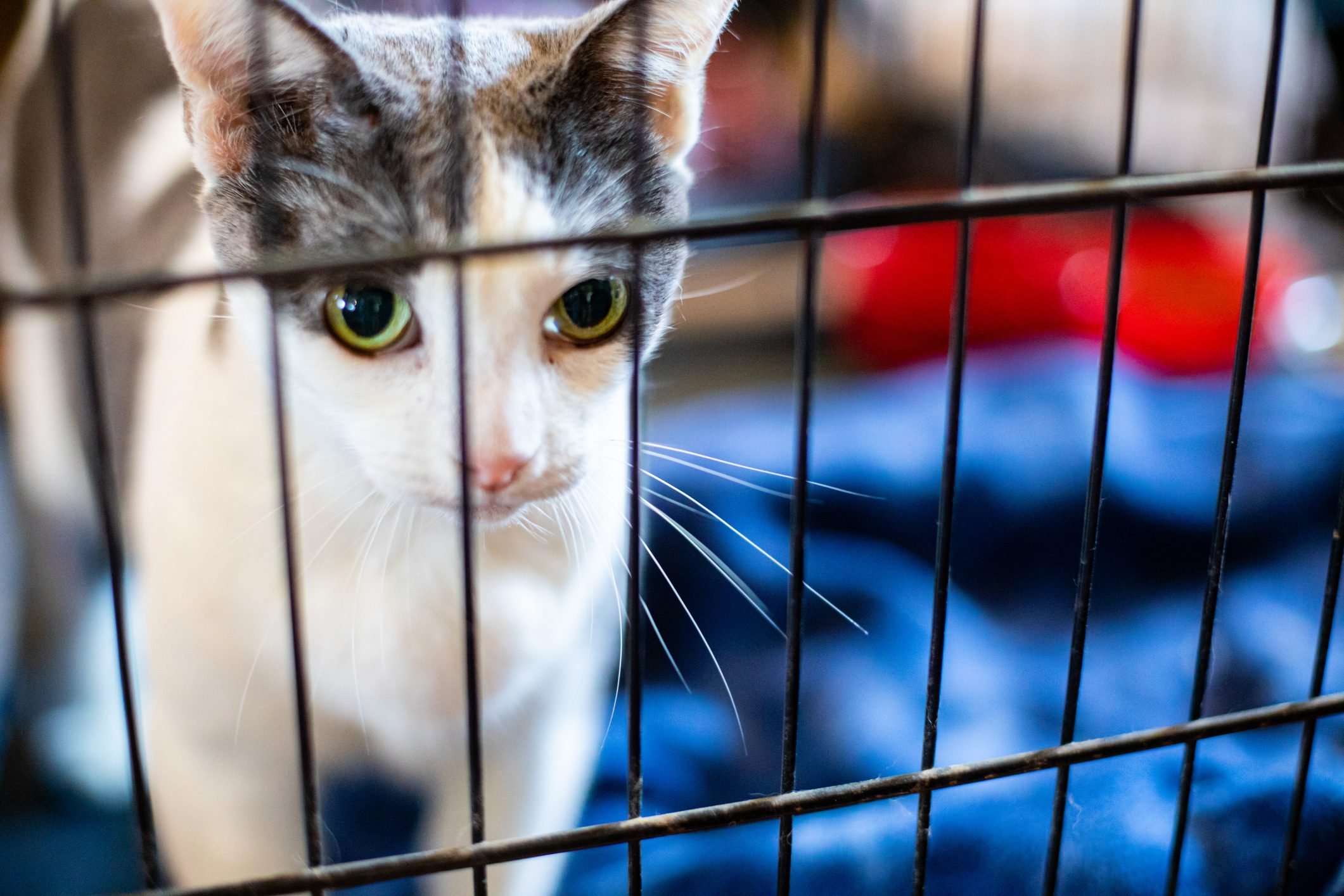 Cat in a Crate for Evacuation or Rescue - Family Pets Need Evacuation