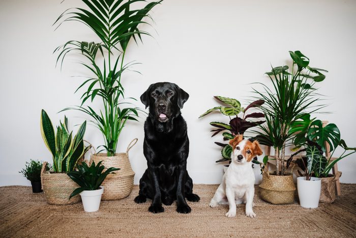 Dogs sitting together on carpet by plant at home