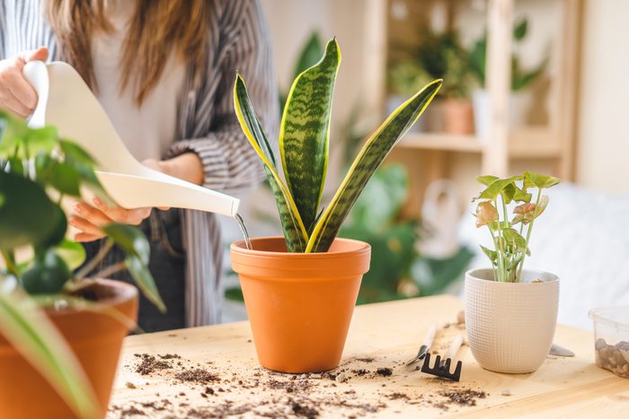 Woman watering potted snake plant inside