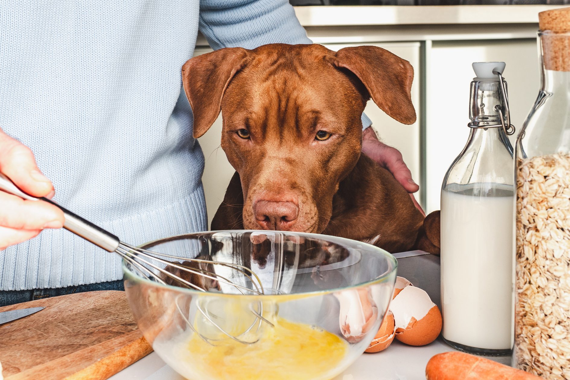 can you give a dog scrambled eggs
