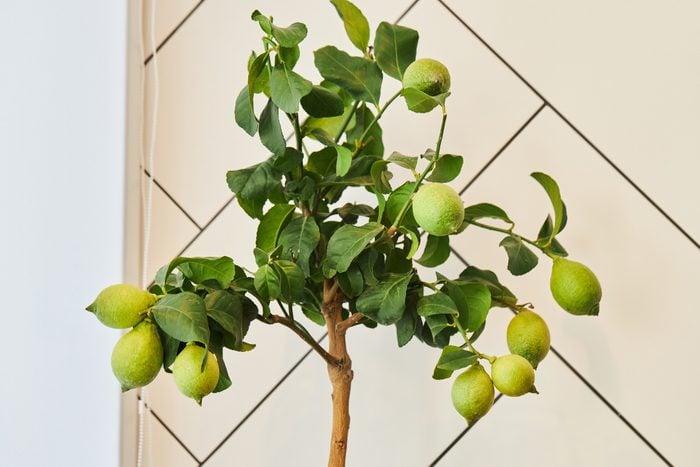 A lemon tree with green lemon fruits growing in a pot.