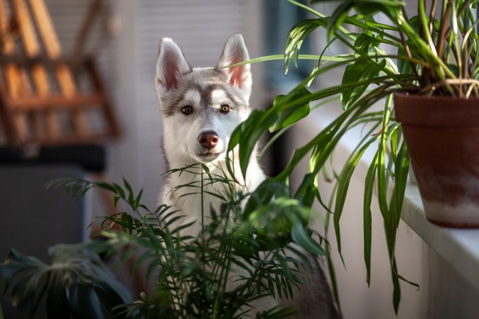 A small husky puppy among potted house plants