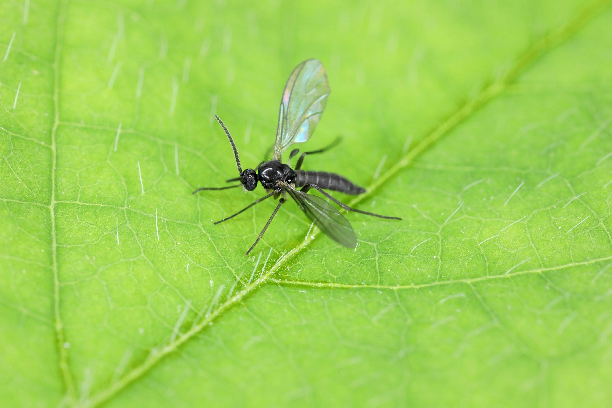 How To Get Rid of Gnats - Richr