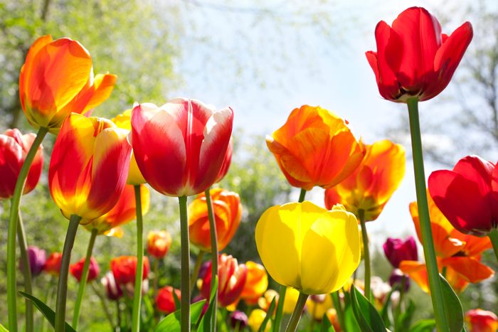 a variety of colorful Tulips in a field