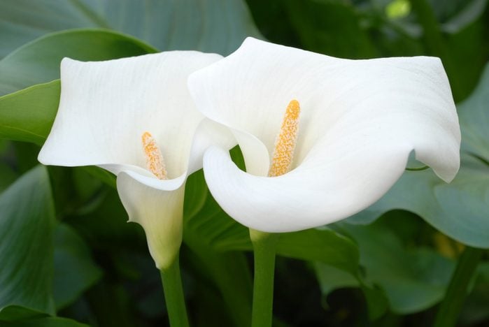 Two white calla lilies with green leaves