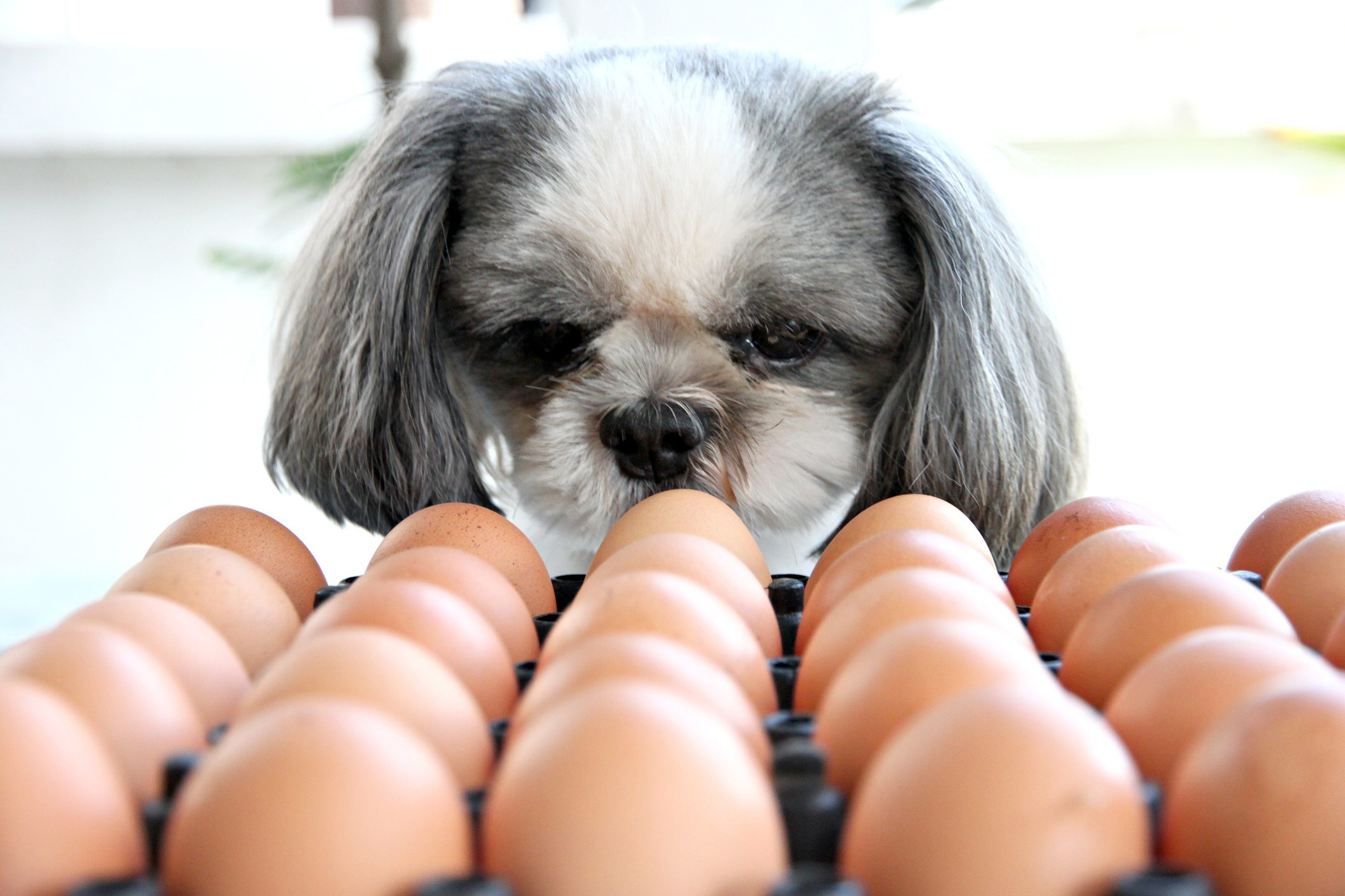 is scrambled eggs good for dogs with diarrhea