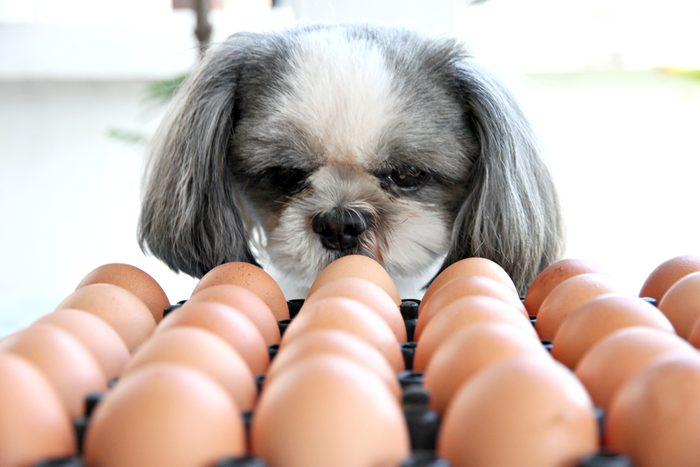 The Dog watching egg.