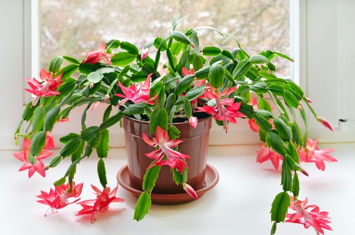 Red blooming Christmas cactus by the window