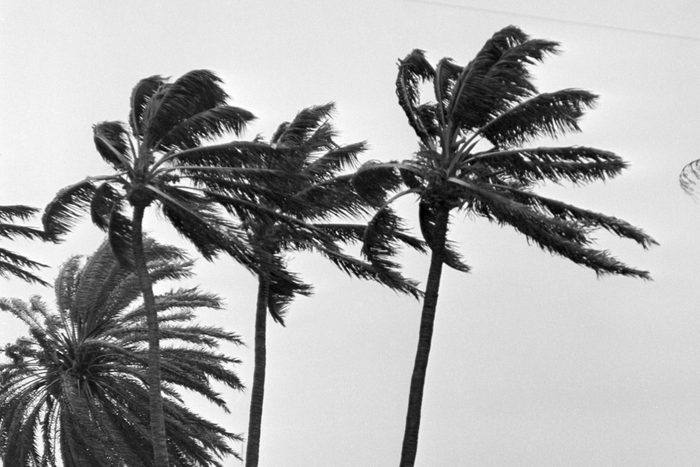 Palm Trees Blowing In Wind