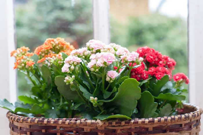 three different colored l Kalanchoe flowers in a basket on a windowsill