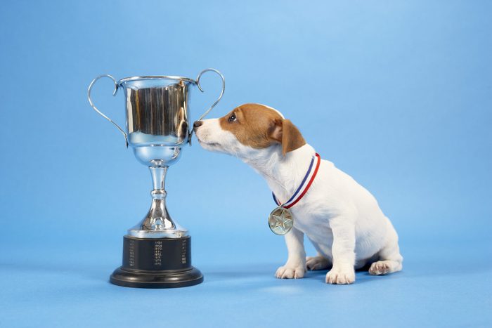 Dog with trophy on blue background
