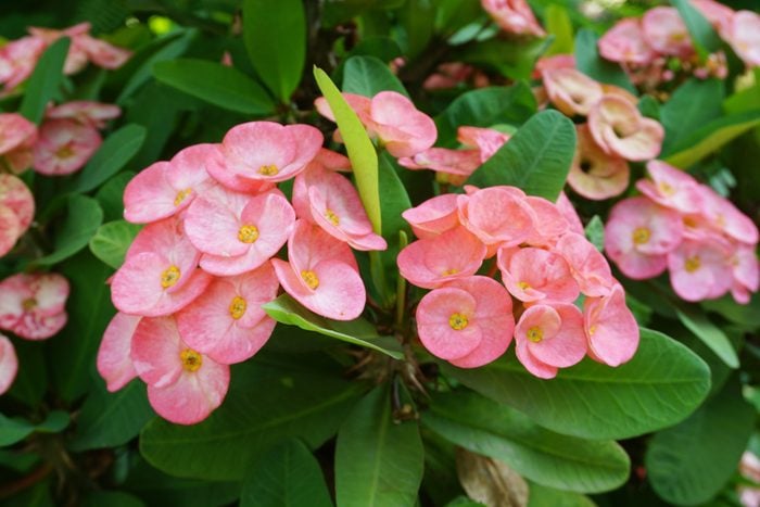 pink Euphorbia milii flower