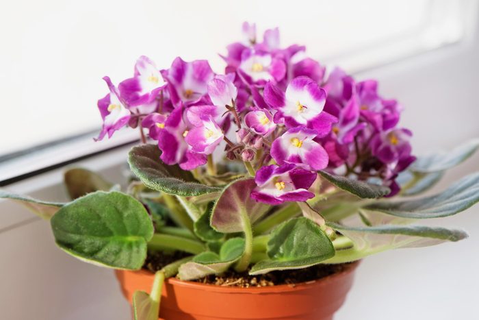 purple African violet in a pot on a windowsill in a house