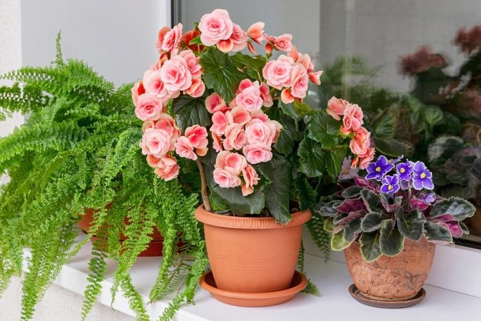 a potted fern, flowering begonia, and a purple African violet on a windowsill in a house