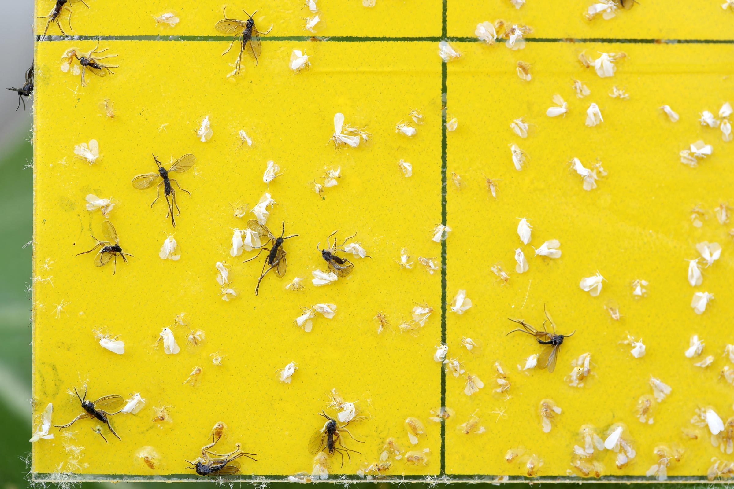 How to spot and remove fungus gnats