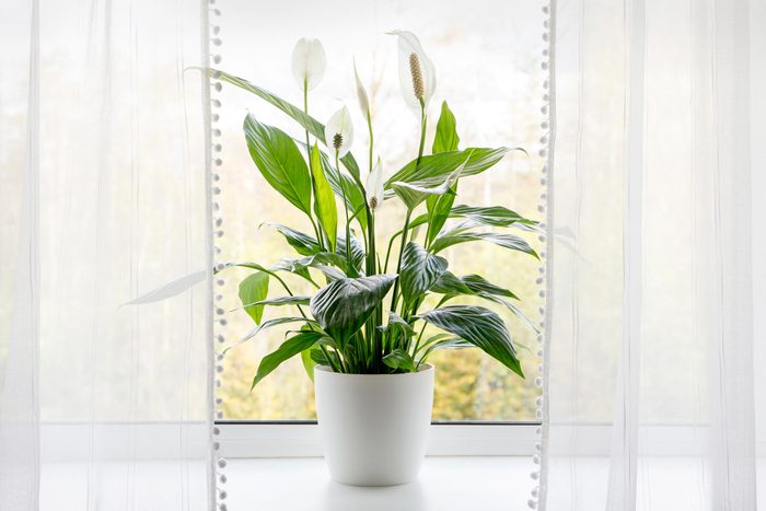 peace lily in a pot by a window with bright right sheer curtains