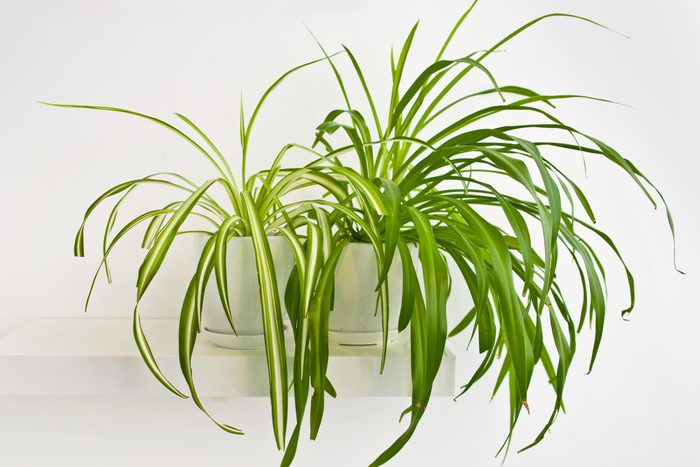two spider plants inside on a floating white shelf