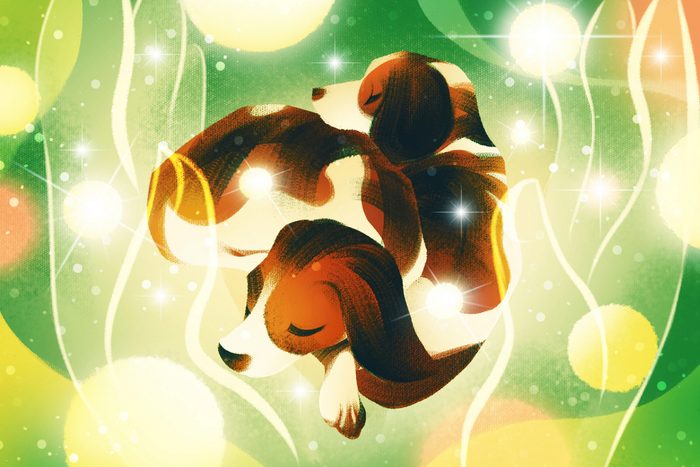 Illustration of two beagles cuddling