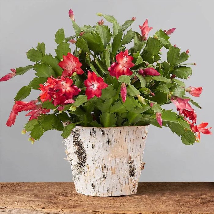 Red Christmas Cactus Ecomm Via Plants.com