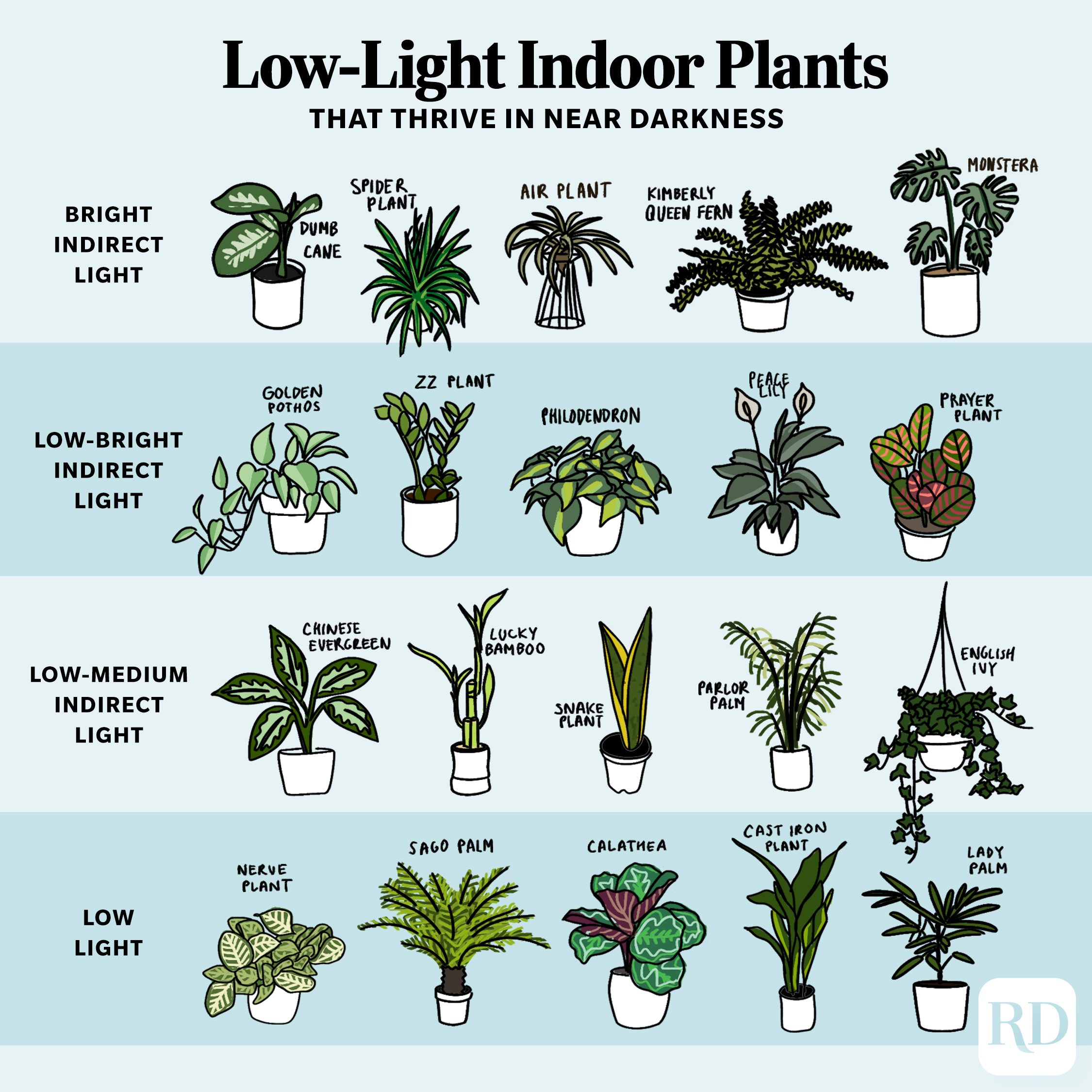 Indoor Plants: The Best Indoor Plants—and How to Care for Them [2022]
