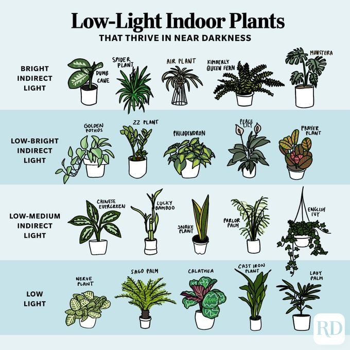 20 low light indoor plants infographic