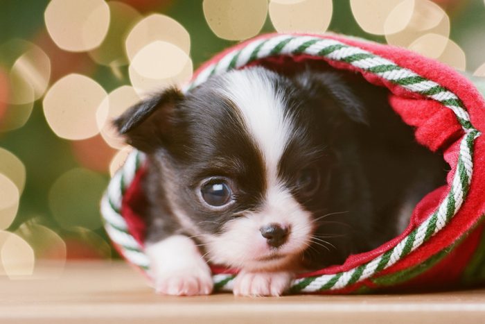 Chihuahua Puppy In Christmas Stocking In Front Of Christmas Tree, Close Up