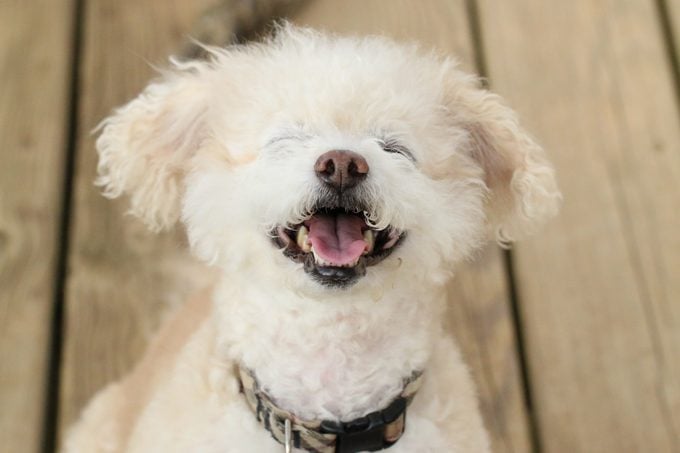 Happy White Fluffy Dog with Big Smile