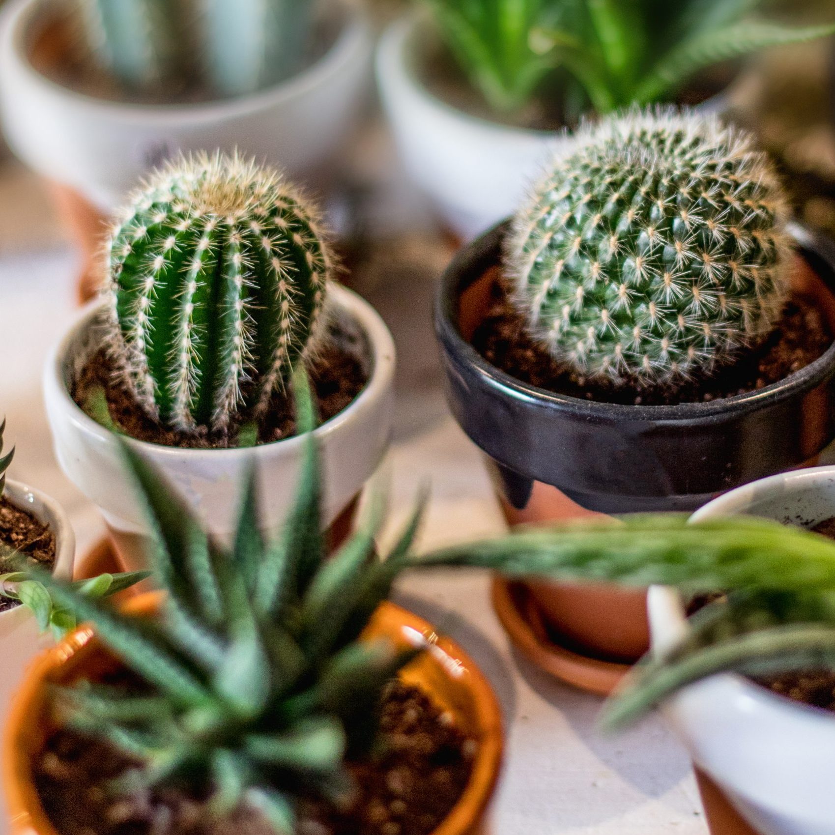 Insect pests of cacti and succulents grown as house plants