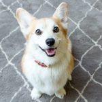 Do Dogs Smile? Decoding Your Dog’s Happy Face