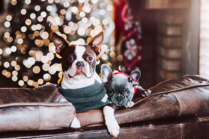 French Bulldog puppy and Boston Terrier on sofa wearing sweaters in front of Christmas tree