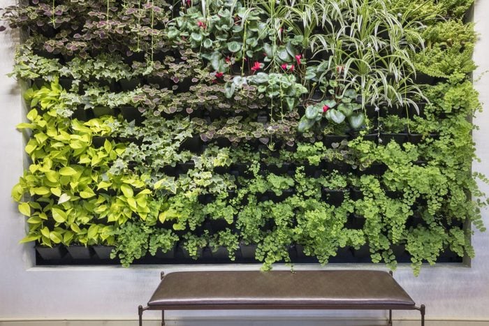 Green wall of houseplants growing indoors with bench, Berkshire Botanical Garden, Stockbridge, Massachusetts