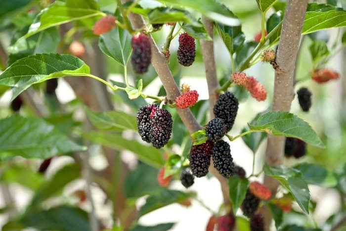 Mulberries on tree