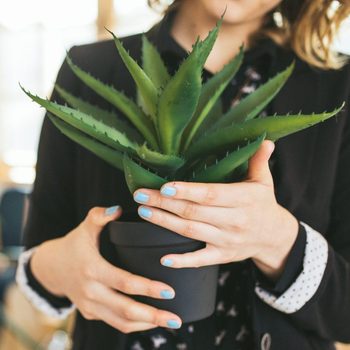 Unrecognizable Woman holding an Aloe Vera plant